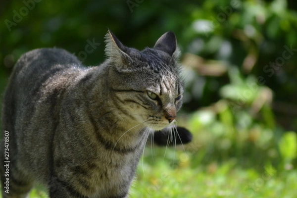 Fototapeta Katze im Garten