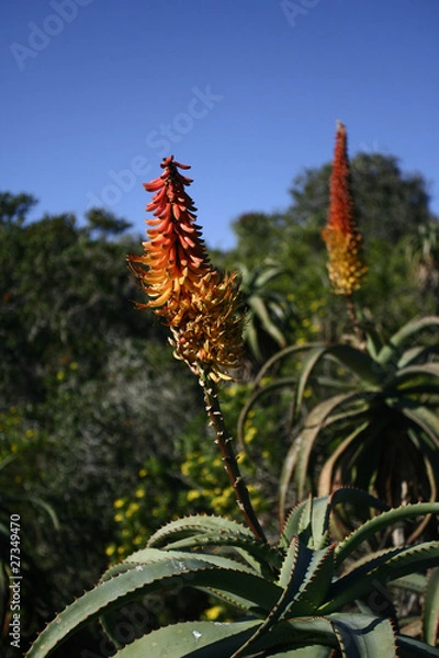 Obraz Aloe Ferox 2