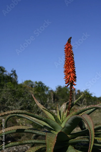 Obraz Aloe Ferox