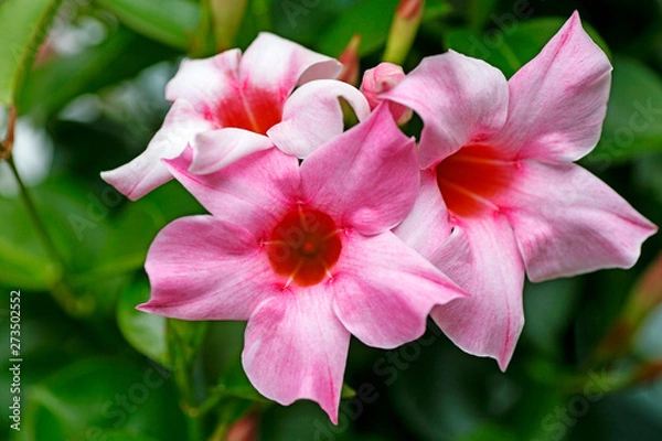 Fototapeta Mandevilla flower Apocynaceae family macro background fine art in high quality prints products fifty megapixels