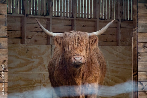 Obraz Scottish hairy cow