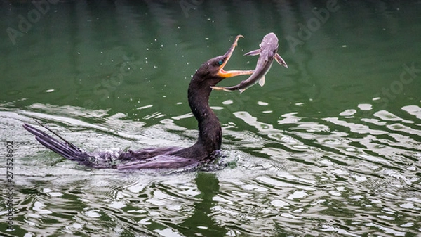 Obraz Cormorant hunting a catfish