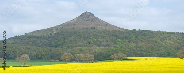 Fototapeta View across a field of gleaming oilseed rape (canola) of the famous Roseberry Topping in the Cleveland Hills, North Yorkshire, England