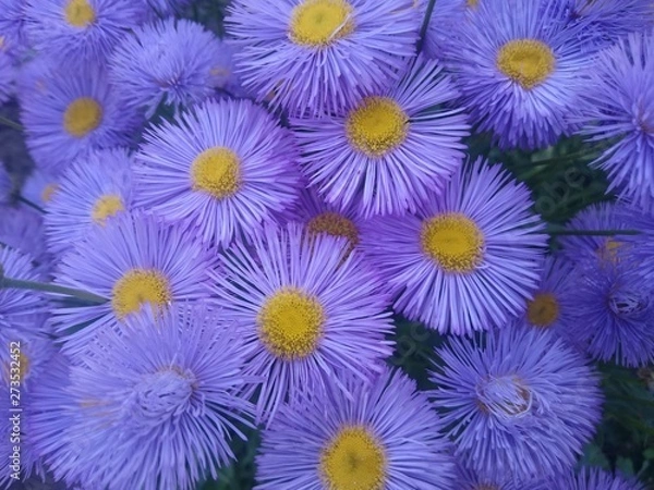 Fototapeta background of colorful flowers