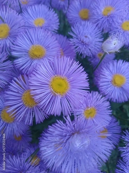 Obraz flowers on a black background
