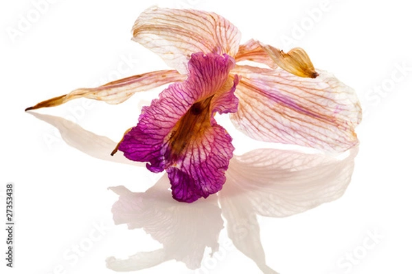 Obraz Dried Orchid