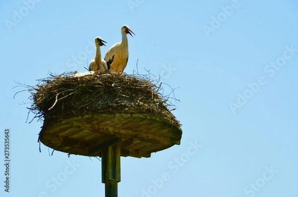 Fototapeta Störche in Nest