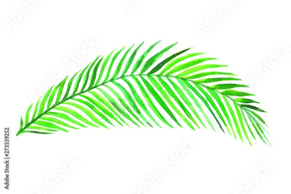 Obraz Areca Palm leaf isolated on white hand painted watercolor illustration, design element for card, invitation, pattern