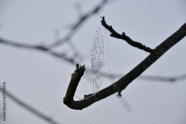 Fototapeta White cobweb