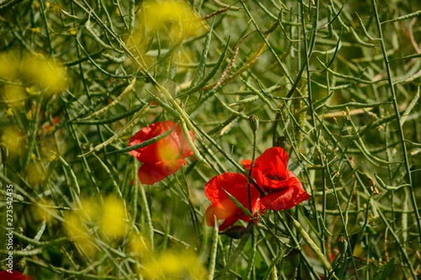 Fototapeta Poppies