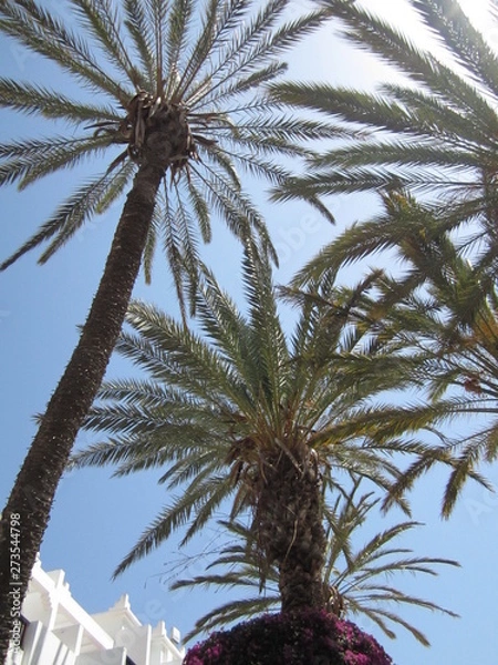 Fototapeta Palm trees