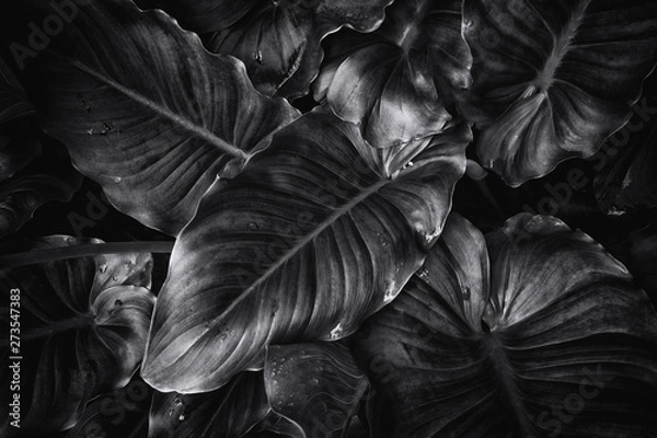 Fototapeta Leafs from above in black and white Lily