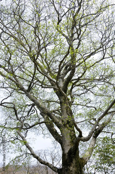 Fototapeta 若葉芽吹くブナ