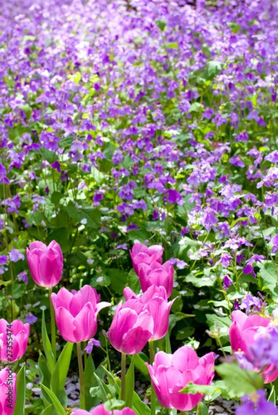 Fototapeta チューリップとオオアラセイトウのお花畑