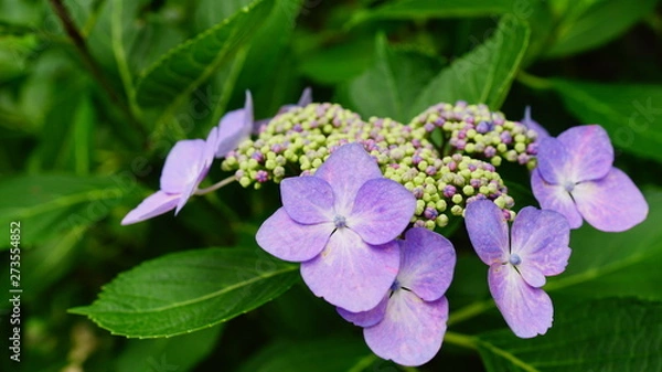 Fototapeta 長谷寺の紫陽花