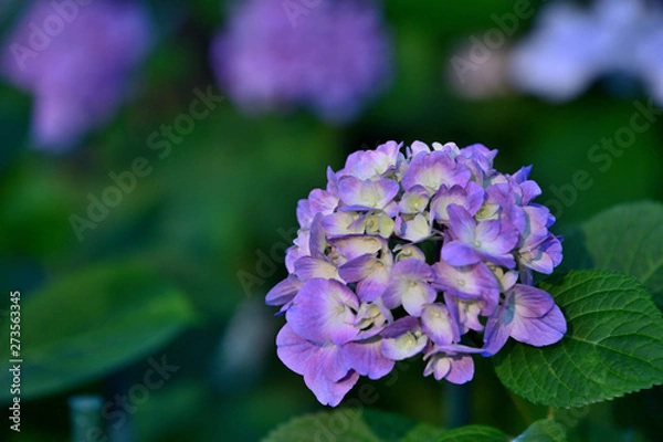 Fototapeta 紫陽花の輝き