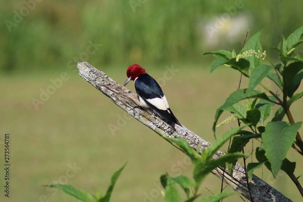 Obraz Red Headed Woodpecker