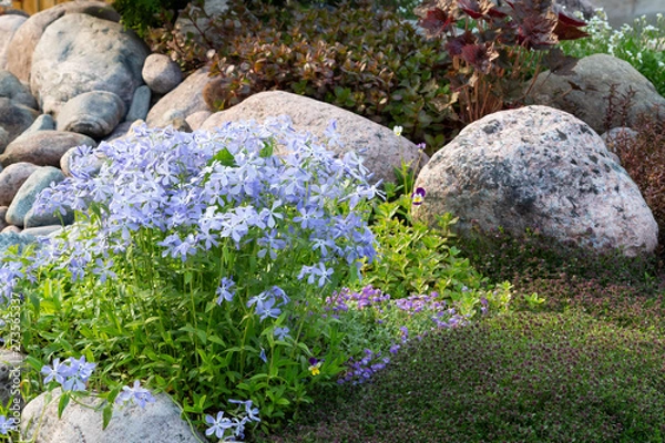 Fototapeta Blooming blue phlox and other flowers in a small rockeries in the summer garden