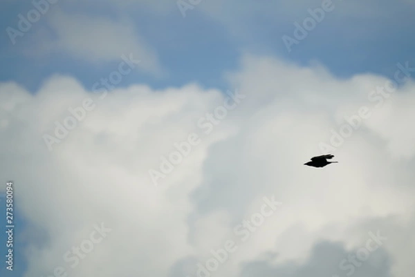 Obraz real wild birds in flight