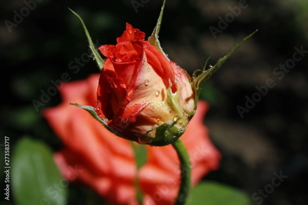 Obraz Rose and water 