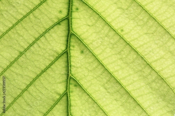 Obraz leaf vein abstract natural pattern background. diagonal stem line. green eco environmental and earth conservation concepts.