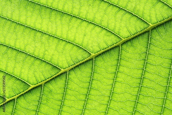Fototapeta leaf vein abstract natural pattern background. diagonal stem line. green eco environmental and earth conservation concepts.