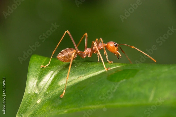 Obraz ant on leaf