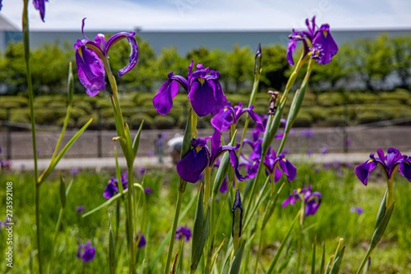 Fototapeta 花かつみ