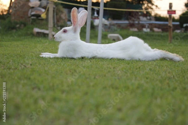 Obraz Rabbit
