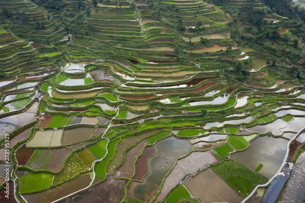 Fototapeta Terraced field in guizhou china