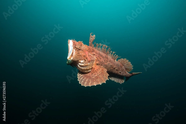 Obraz Angry stonefish in the deep