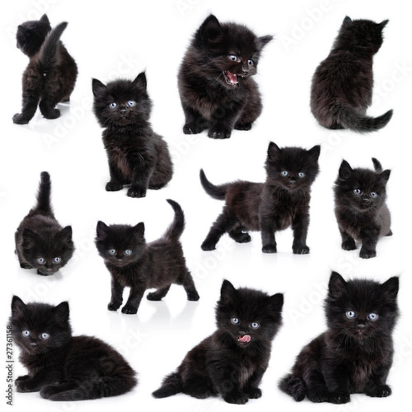 Obraz Black little kitten, collection, white background