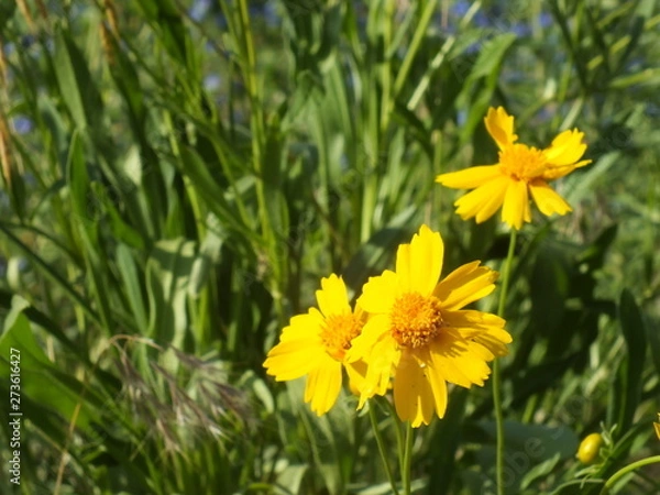 Obraz Yellow Cosmos 02