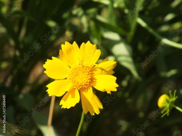 Obraz Yellow Cosmos 04