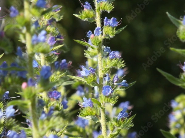 Obraz Lupinus 01