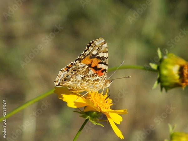 Obraz Butterfly burdock 08
