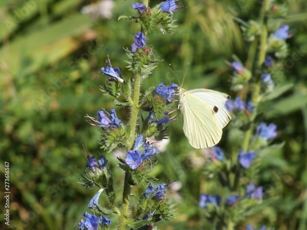 Obraz Lupinus and Butterfly 01