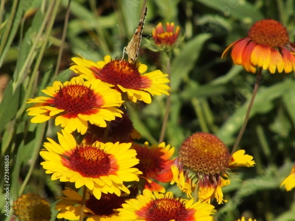 Obraz Gaillardia pulchella 01