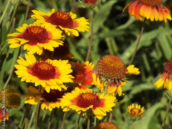 Obraz Gaillardia pulchella 03