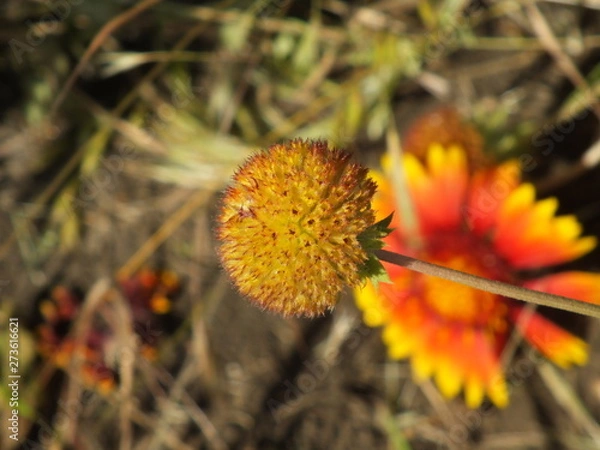 Obraz Gaillardia pulchella 04