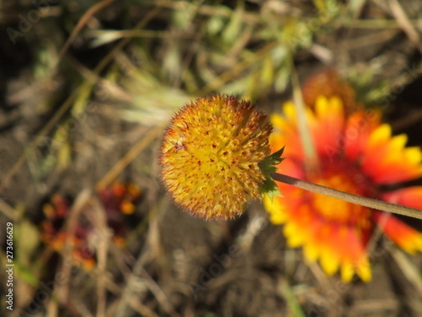 Obraz Gaillardia pulchella 05