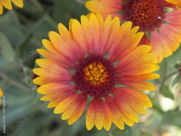 Obraz Gaillardia pulchella 06