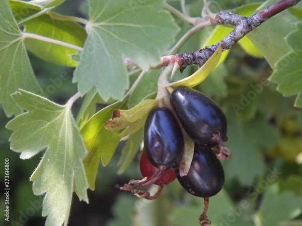 Obraz Black currant 03