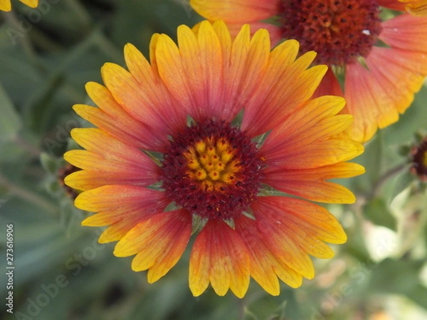 Obraz Gaillardia pulchella 09