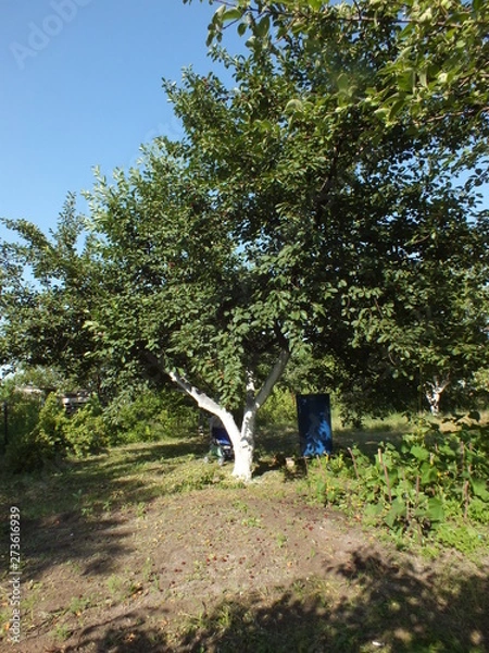 Obraz Cherry tree 01