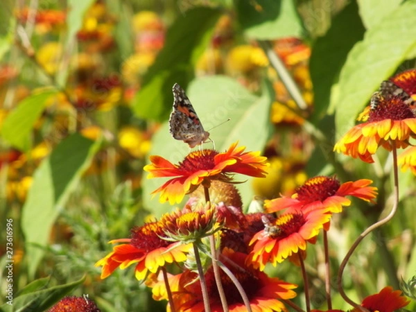 Obraz Gaillardia pulchella 11
