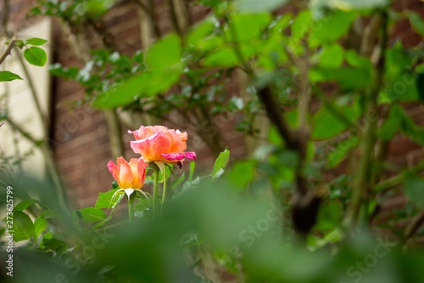 Obraz A blush among the green