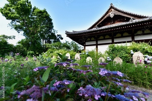 Fototapeta 同時に咲く日本の寺のアジサイとコスモス