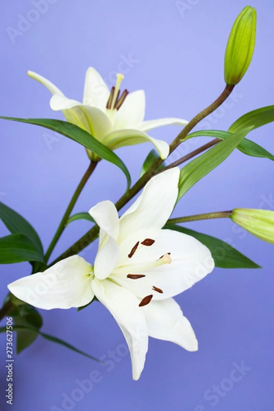 Obraz Spring flower on blue background