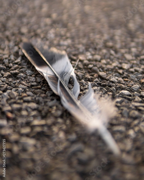 Obraz Pluma en el asfalto